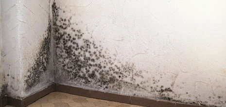HUMIDEXPERT Moisissure et trace d'humidité dégradant les murs et les parois